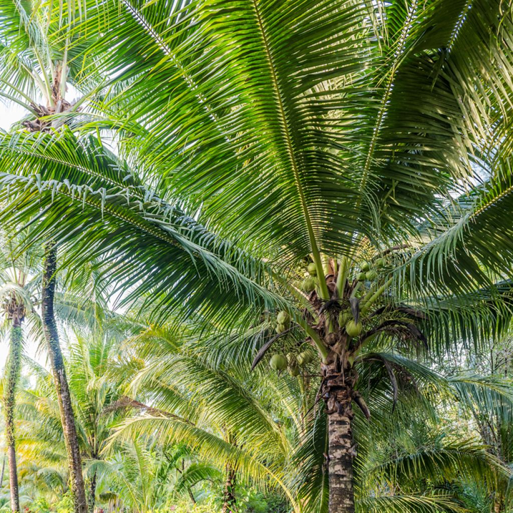 Cocos nucifera - Cocotier