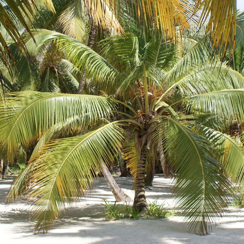 Cocos nucifera - Cocotier
