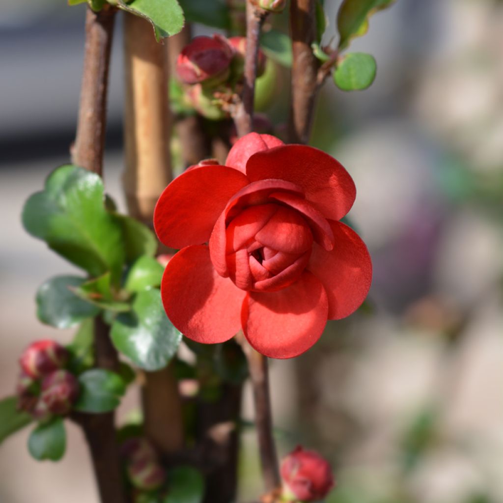 Cognassier du Japon - Chaenomeles speciosa Scarlet Storm  