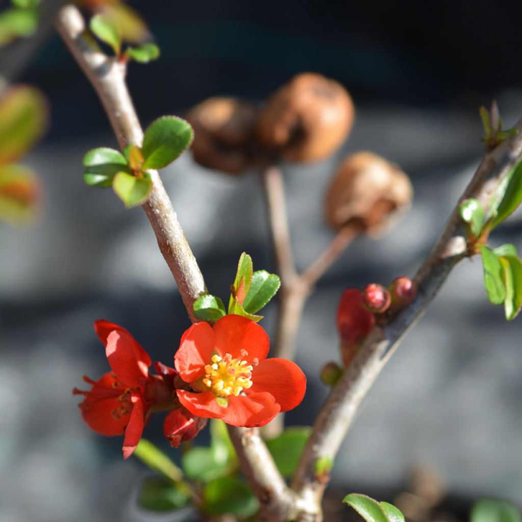 Cognassier du Japon - Chaenomeles x superba Hollandia