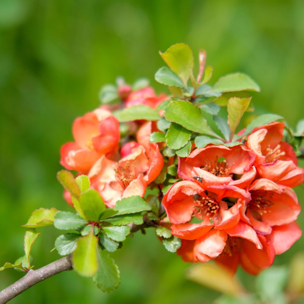 Cognassier du Japon - Chaenomeles x superba Texas Scarlet