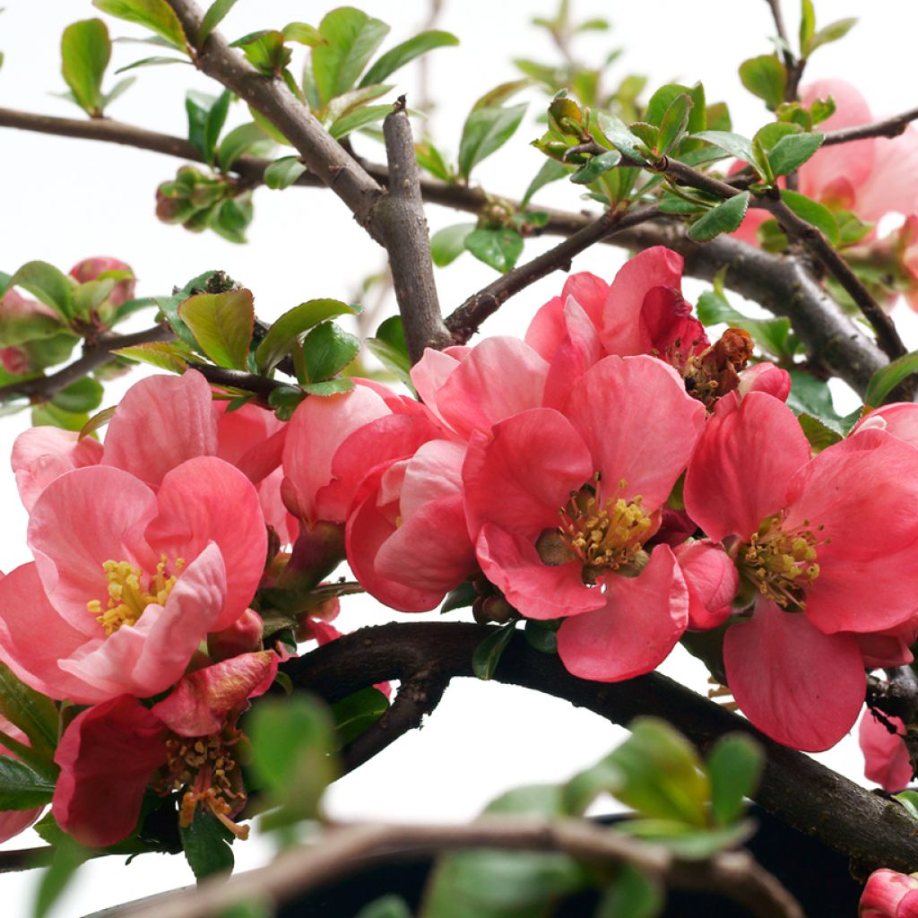 Cognassier du Japon Pink Lady - Chaenomeles superba 