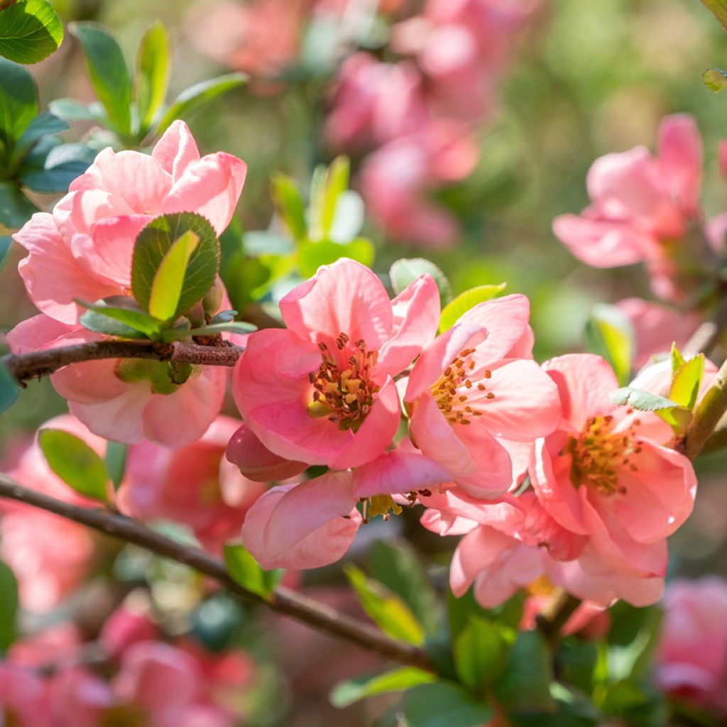 Cognassier du Japon Pink Lady - Chaenomeles superba 