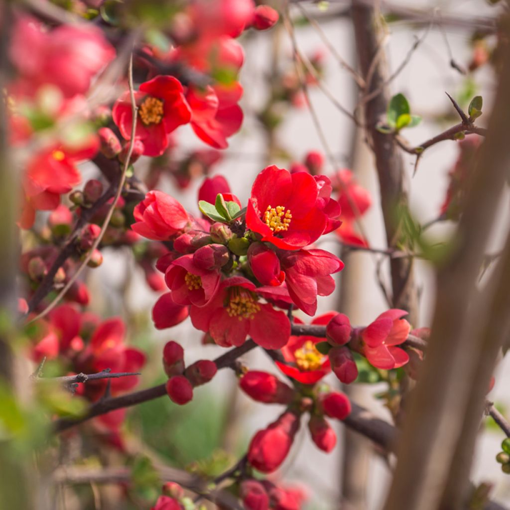 Cognassier du Japon Red Joy - Chaenomeles superba 