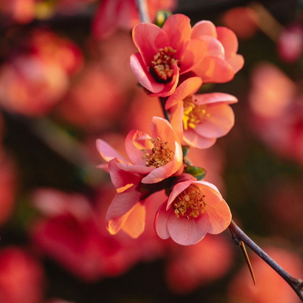 Cognassier du Japon Red Joy - Chaenomeles superba 