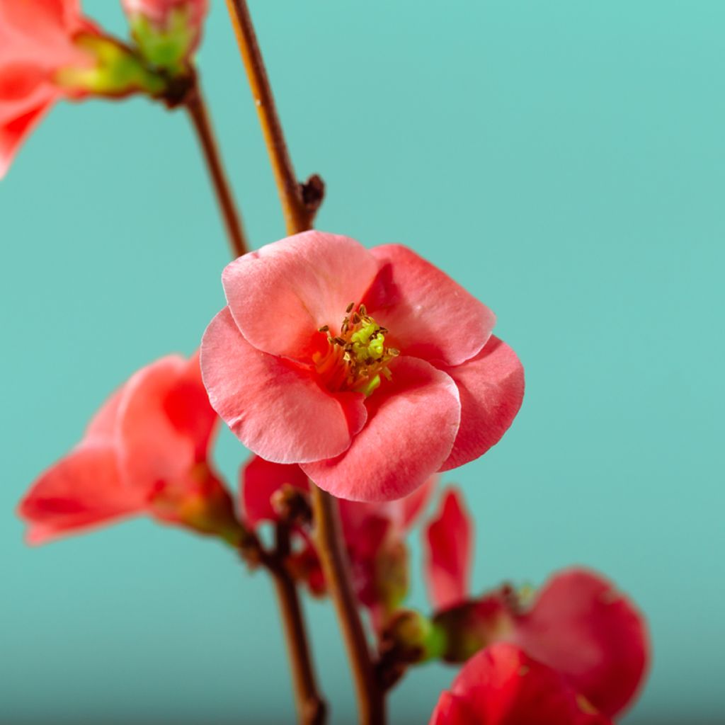 Cognassier du Japon Sargentii - Chaenomeles japonica