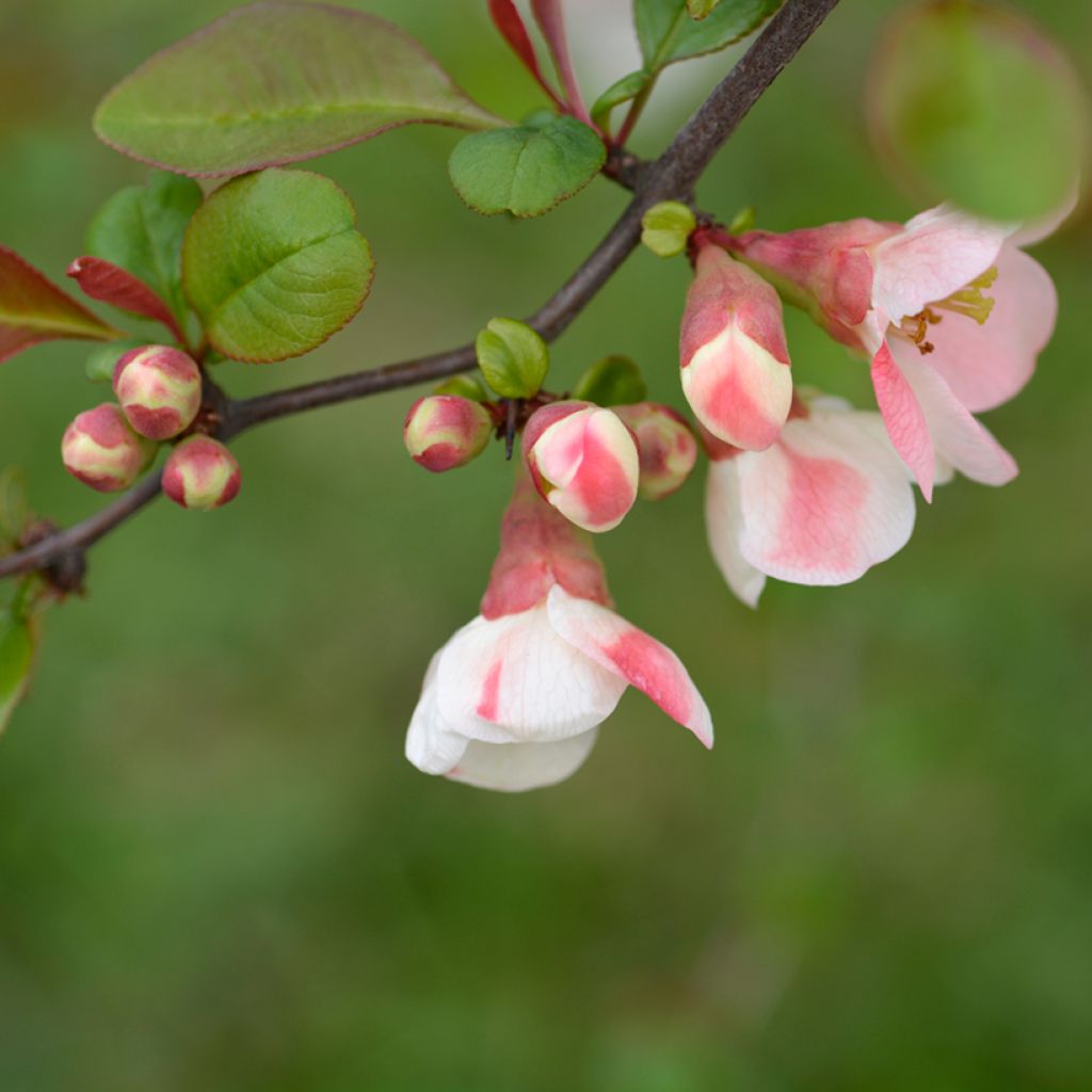 Cognassier du Japon Toyo-Nishiki - Chaenomeles speciosa