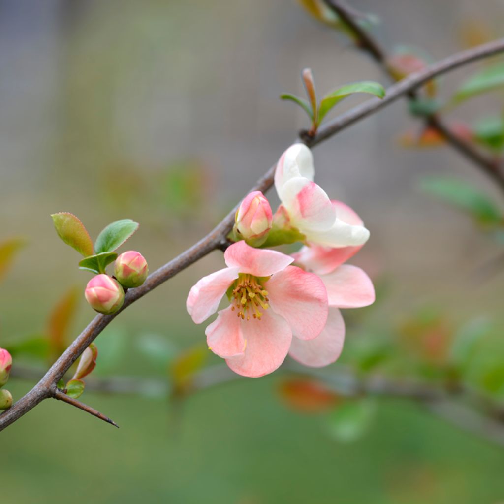 Cognassier du Japon Toyo-Nishiki - Chaenomeles speciosa