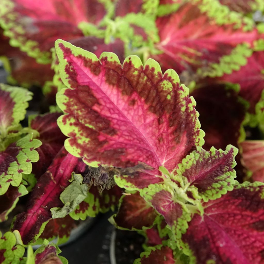 Coleus Le Freak