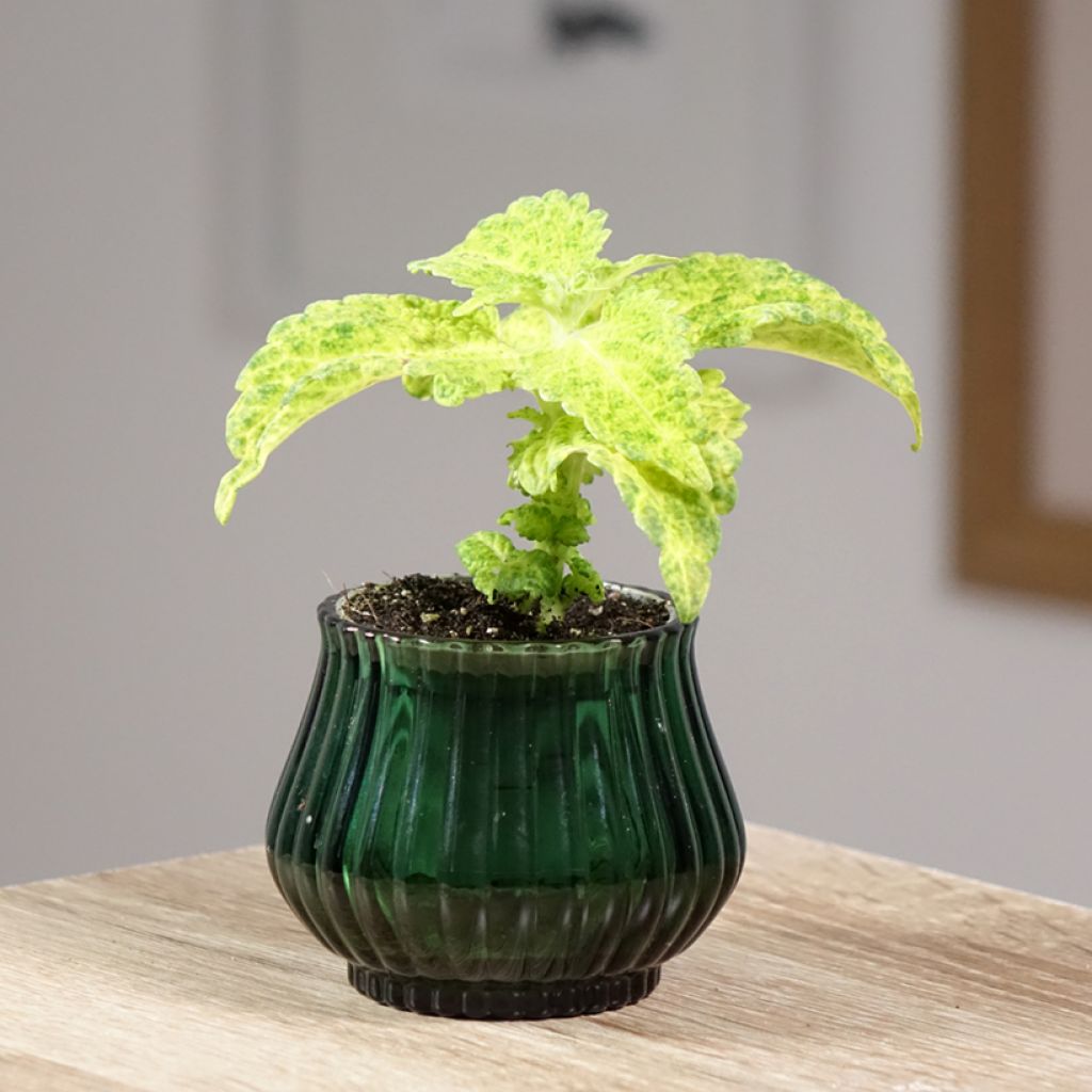 Coleus MS River Walk