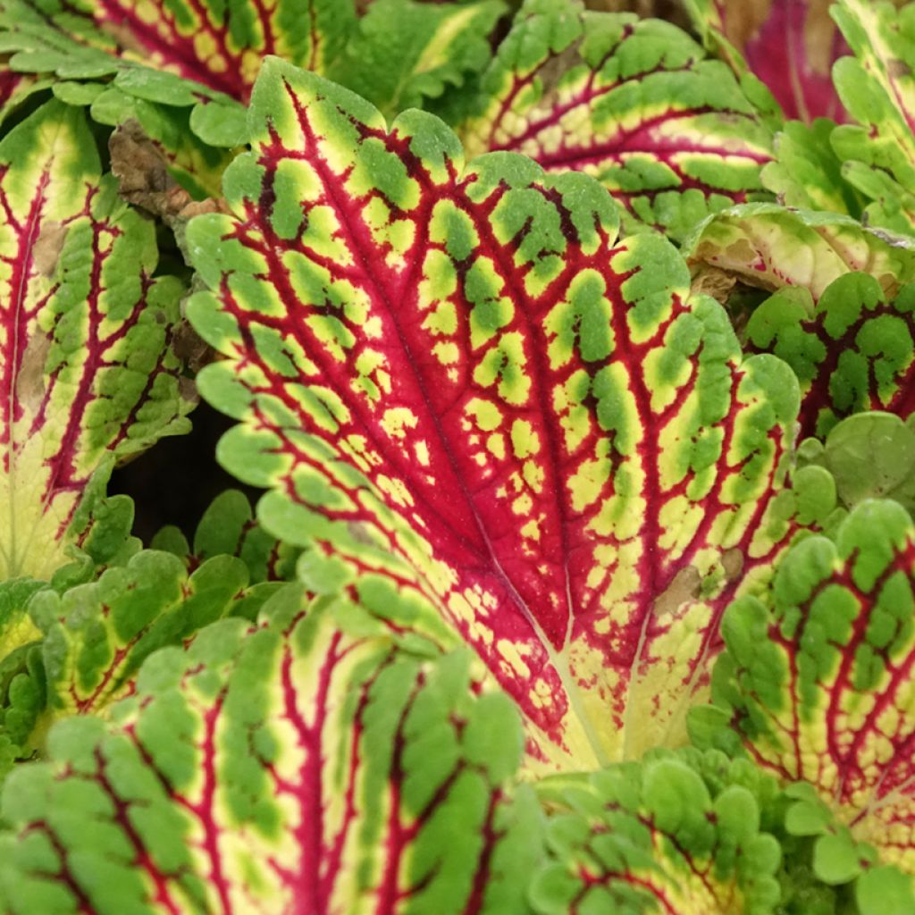 Coleus Spacecake