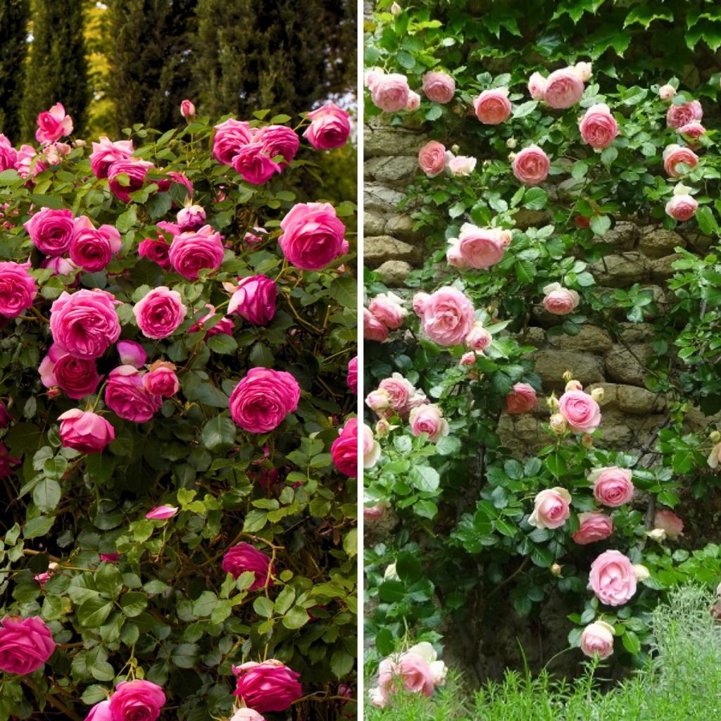 Collection 2 Rosiers grimpants roses