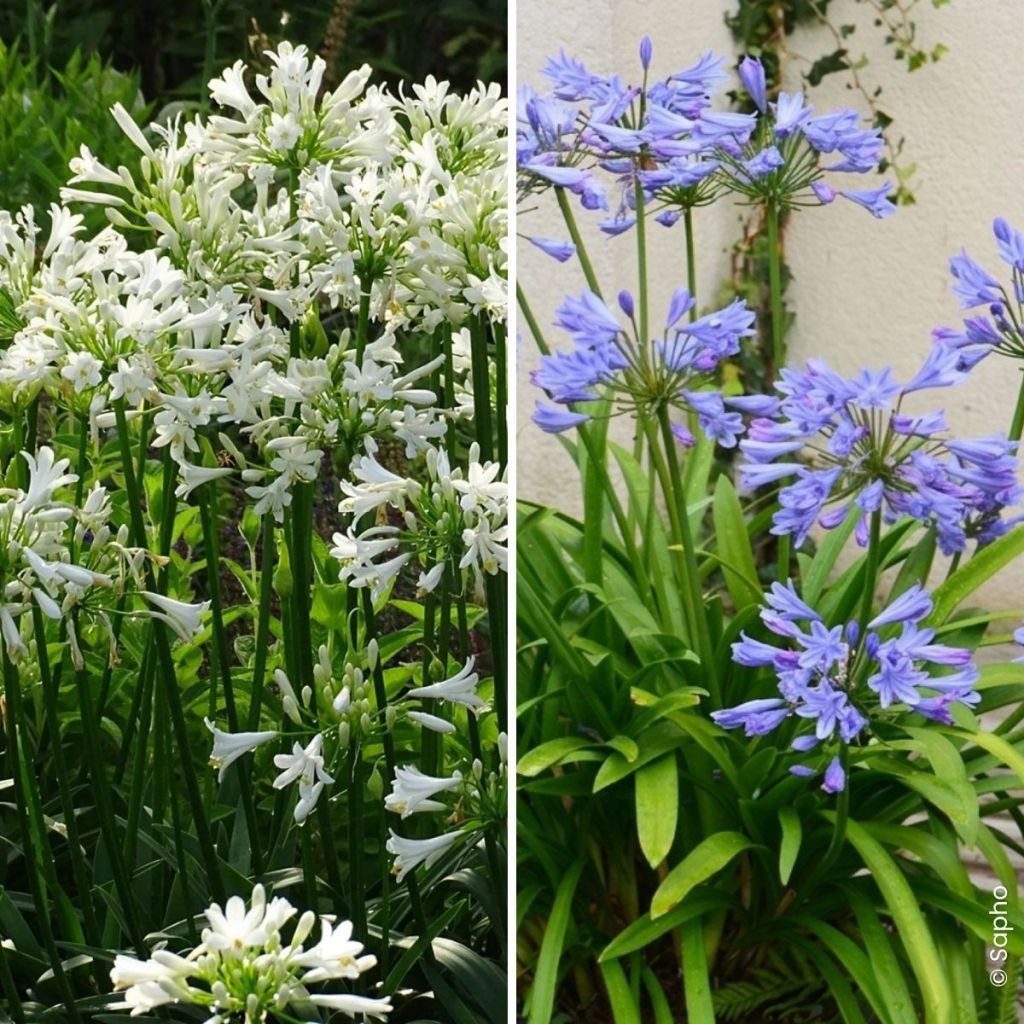 Collection Duo d'Agapanthes Pitchoune 