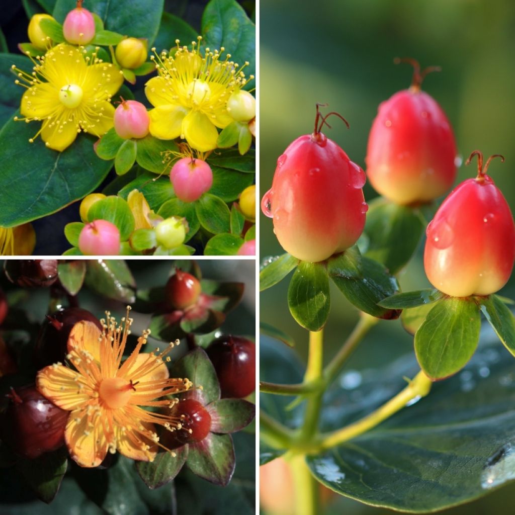 Collection Millepertuis à fruits décoratifs