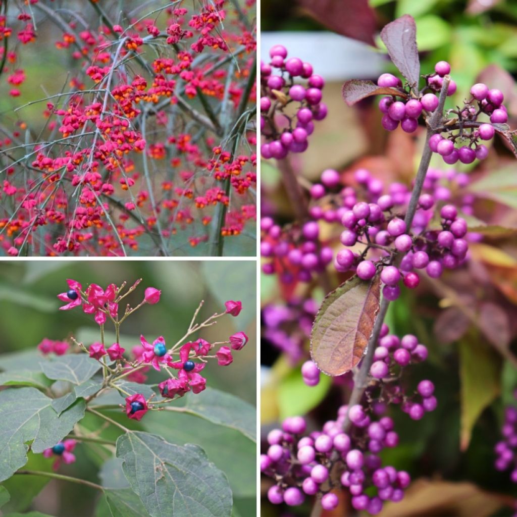Collection arbustes à fruits décoratifs originaux