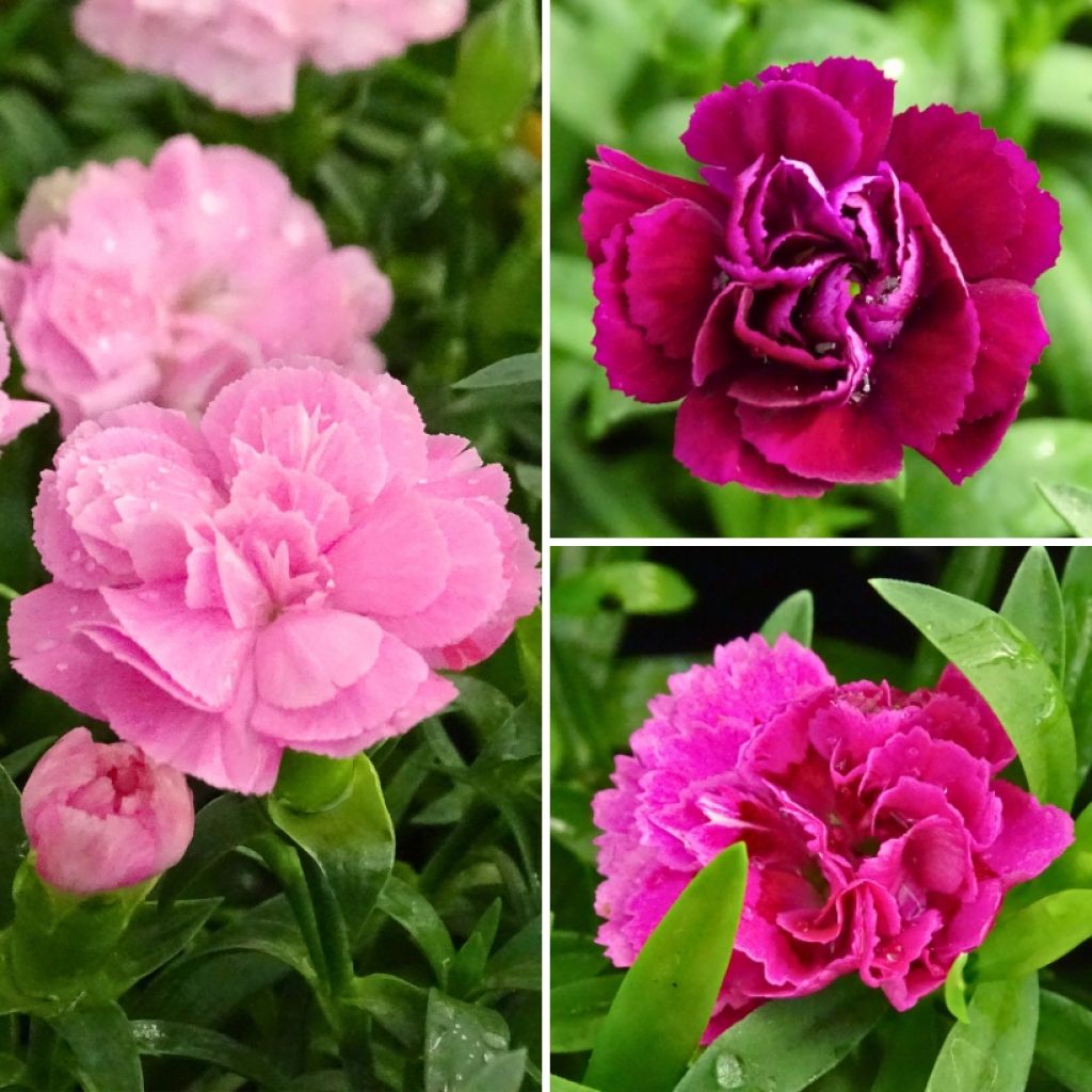 Collection Oeillets doubles vivaces parfumés