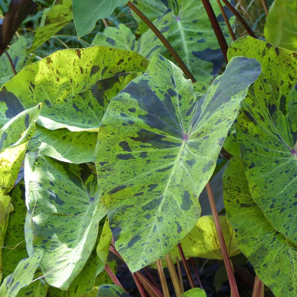 Colocasia esculenta Mojito - Oreille d'Eléphant