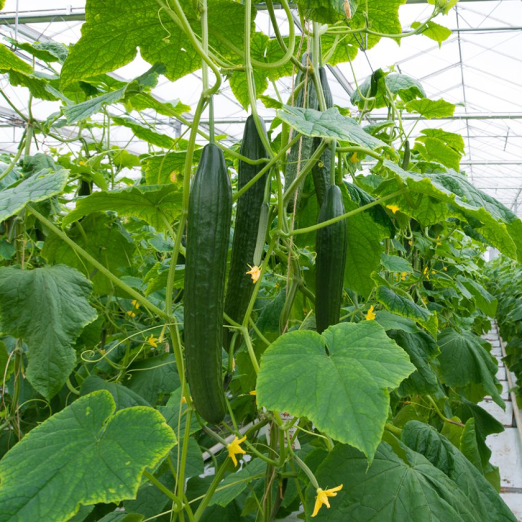 Concombre Fitness F1 - Cucumis sativus