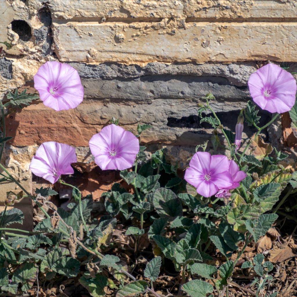Convolvulus althaeoides - Liseron de Provence
