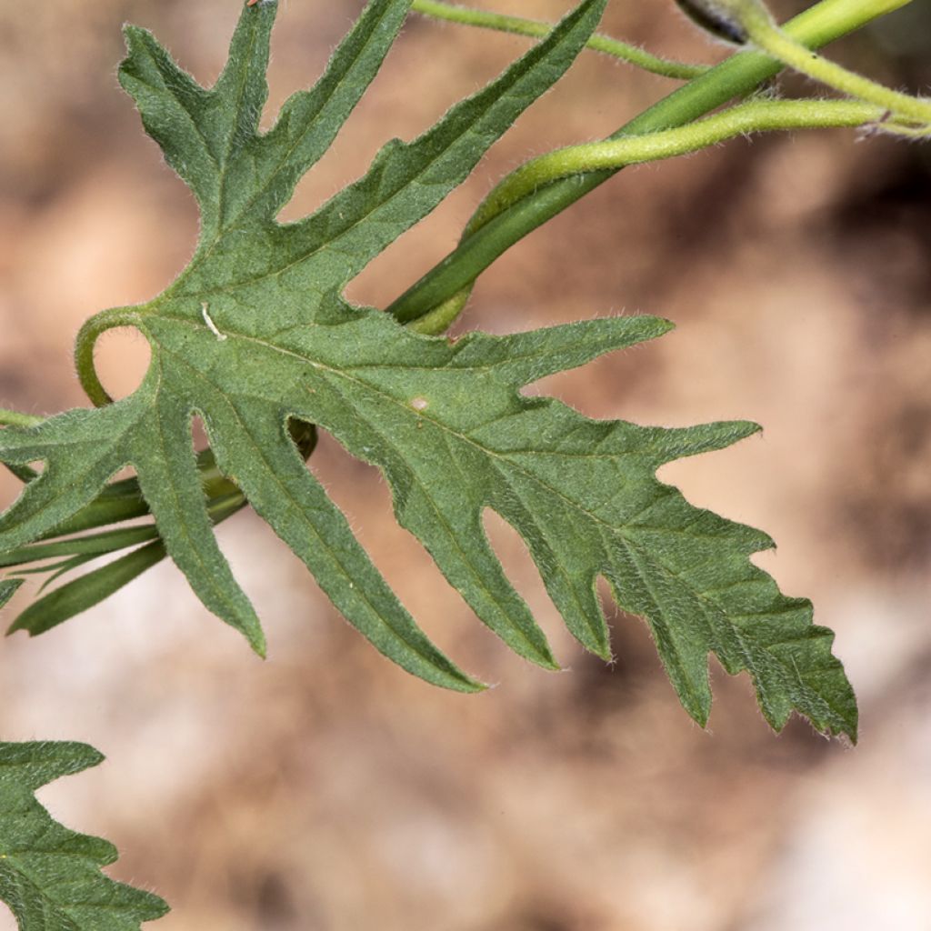 Convolvulus althaeoides - Liseron de Provence