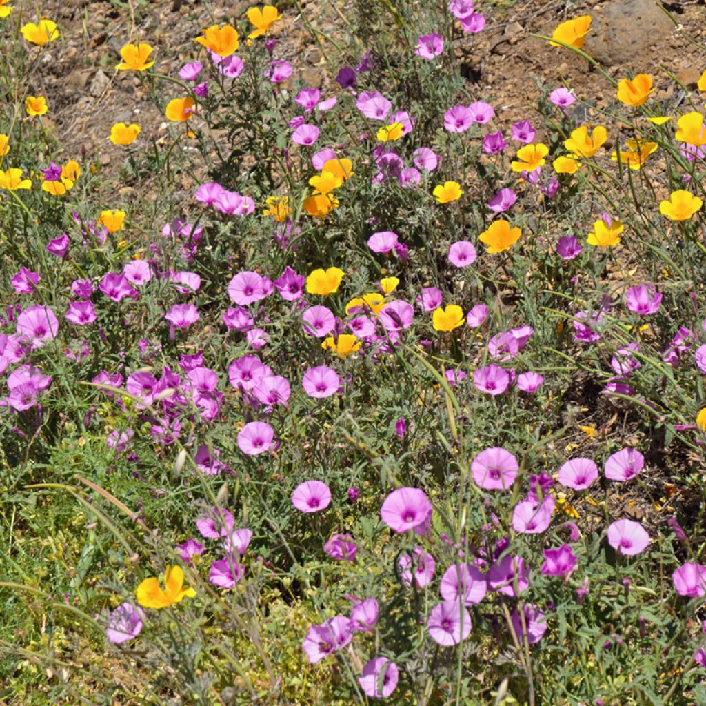 Convolvulus althaeoides - Liseron de Provence