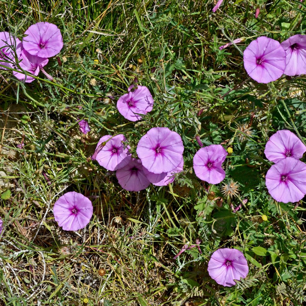 Convolvulus althaeoides - Liseron de Provence