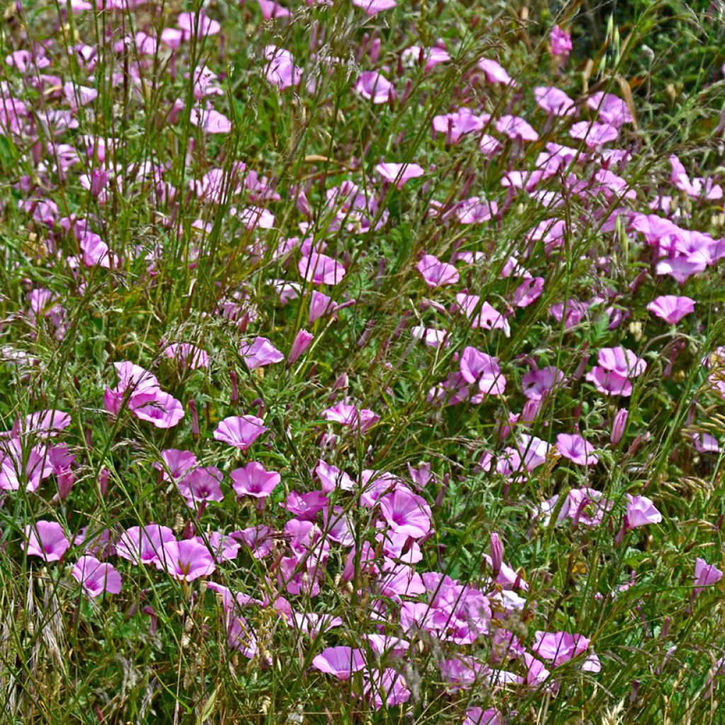 Convolvulus althaeoides - Liseron de Provence