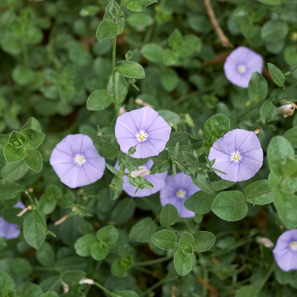Convolvulus sabatius - Liseron de Mauritanie
