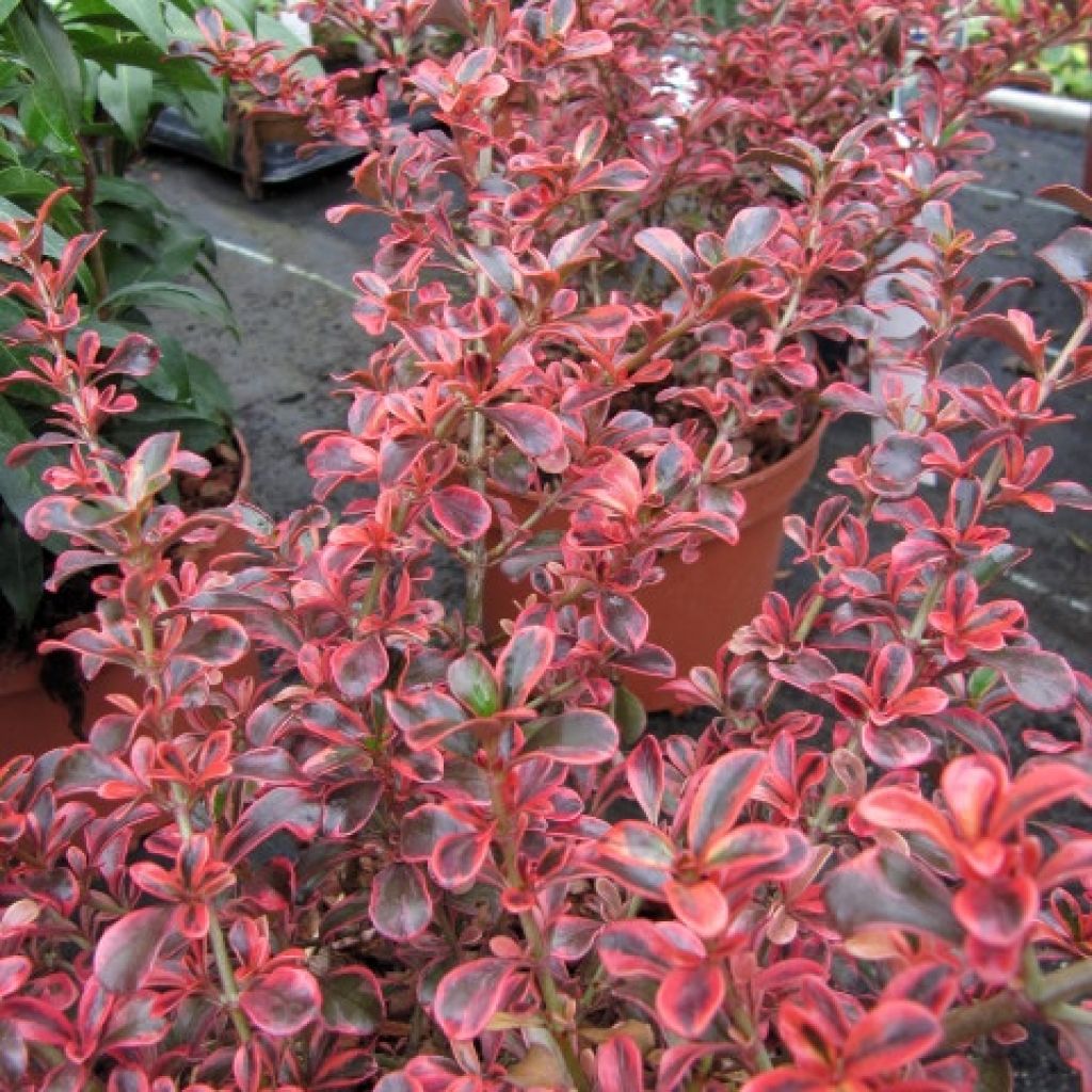 Coprosma (x) repens Fire Burst