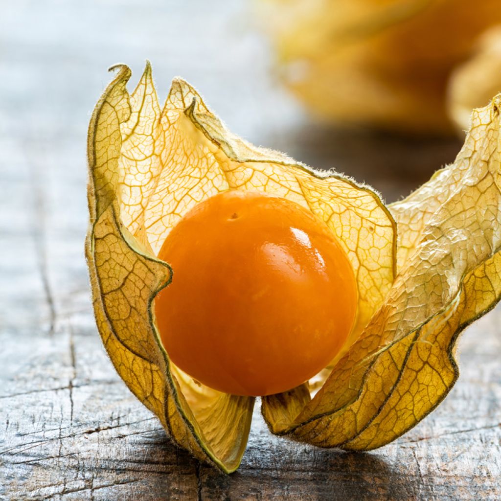 Coqueret du Pérou - Physalis edulis - Vilmorin
