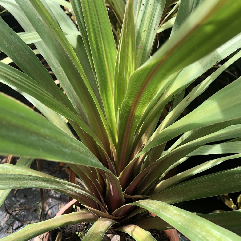 Cordyline australis Peko