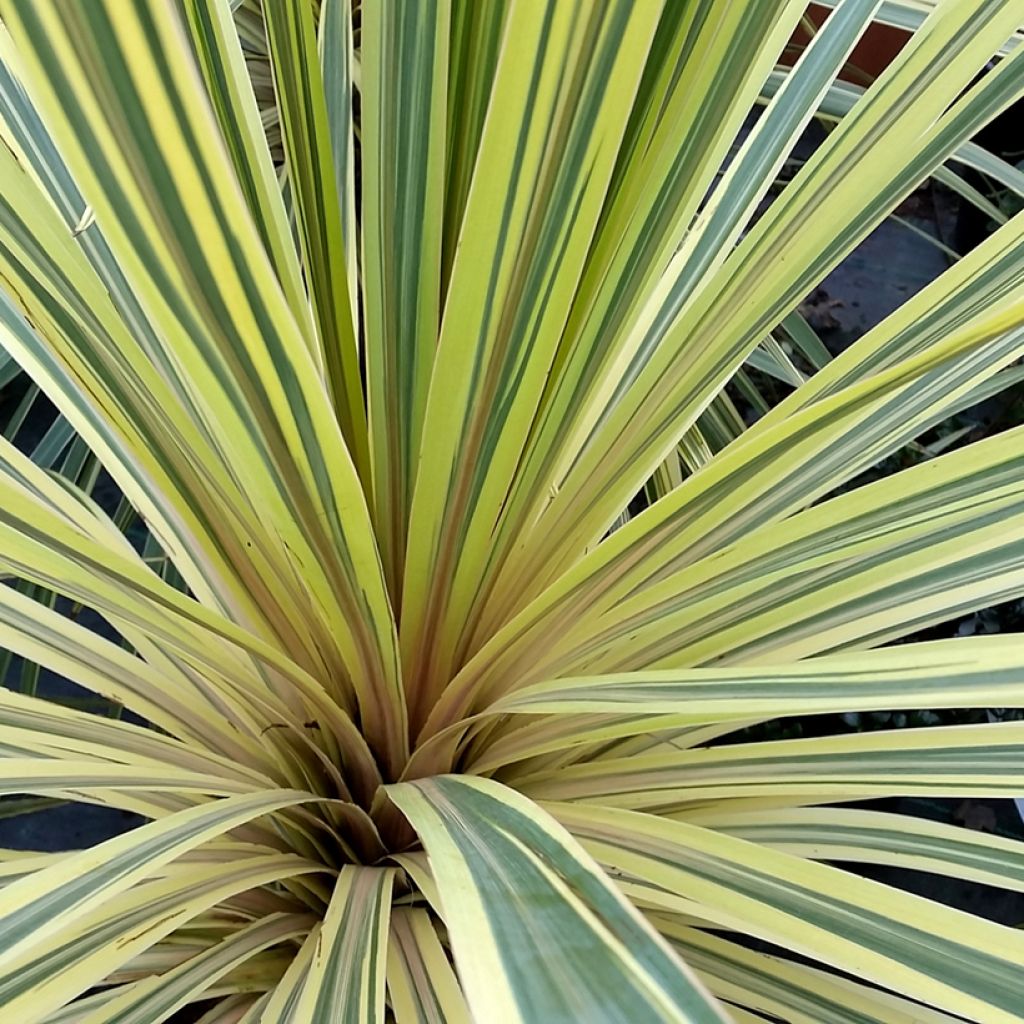 Cordyline australis Torbay Dazzler