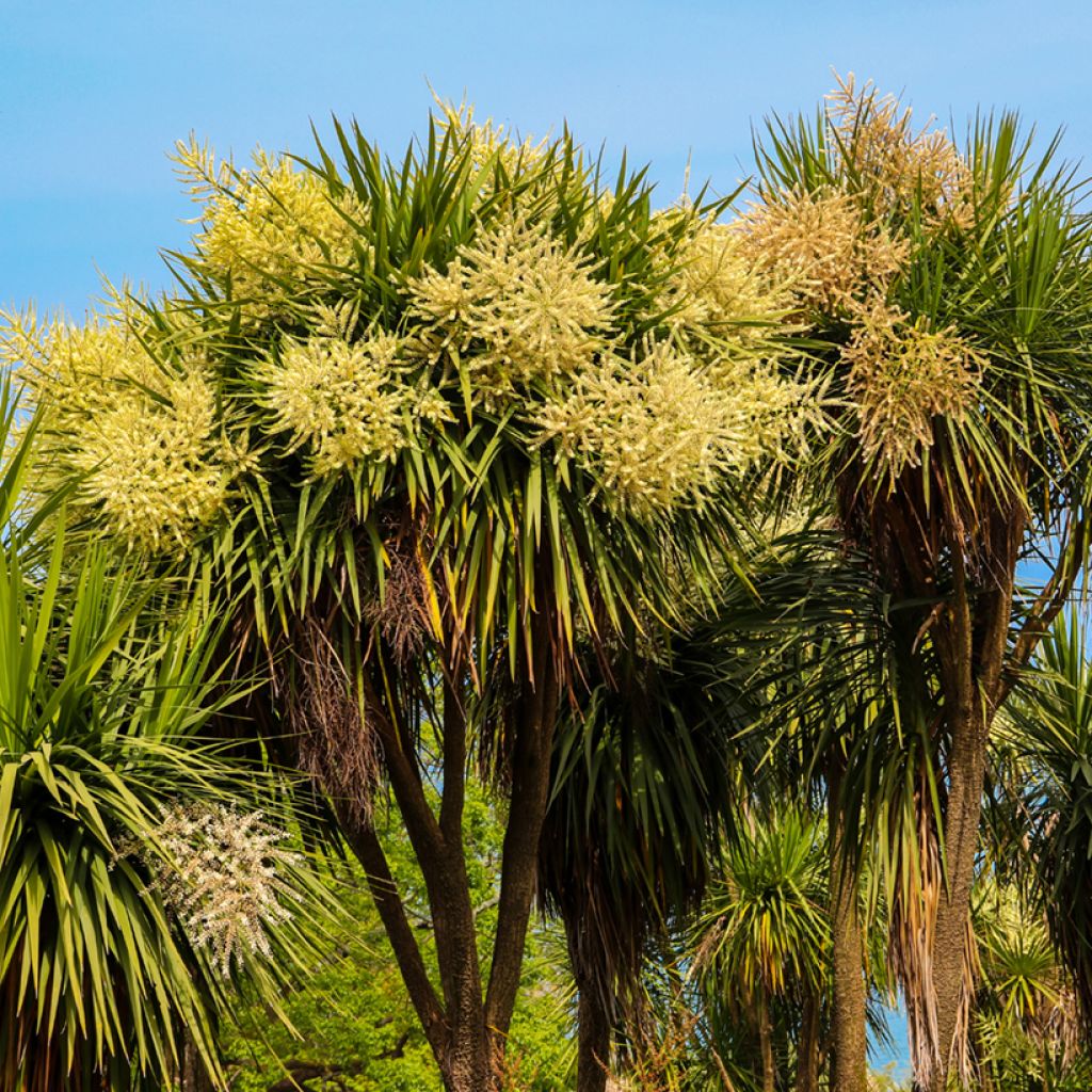Cordyline australis