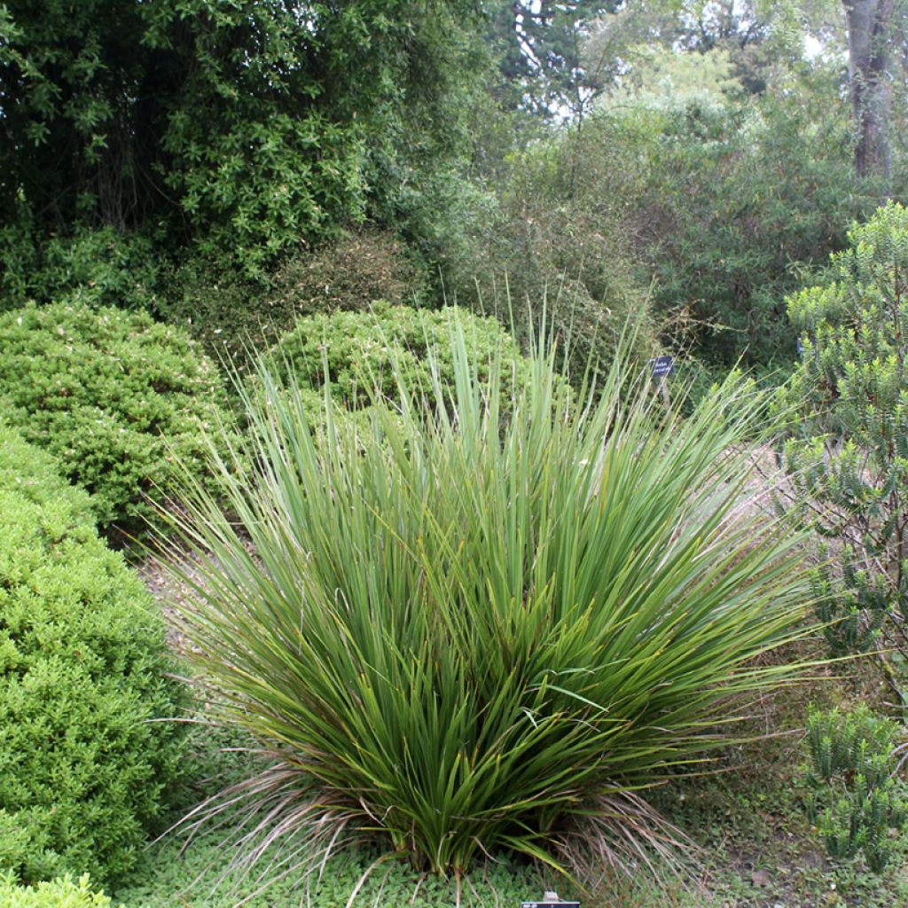 Cordyline australis