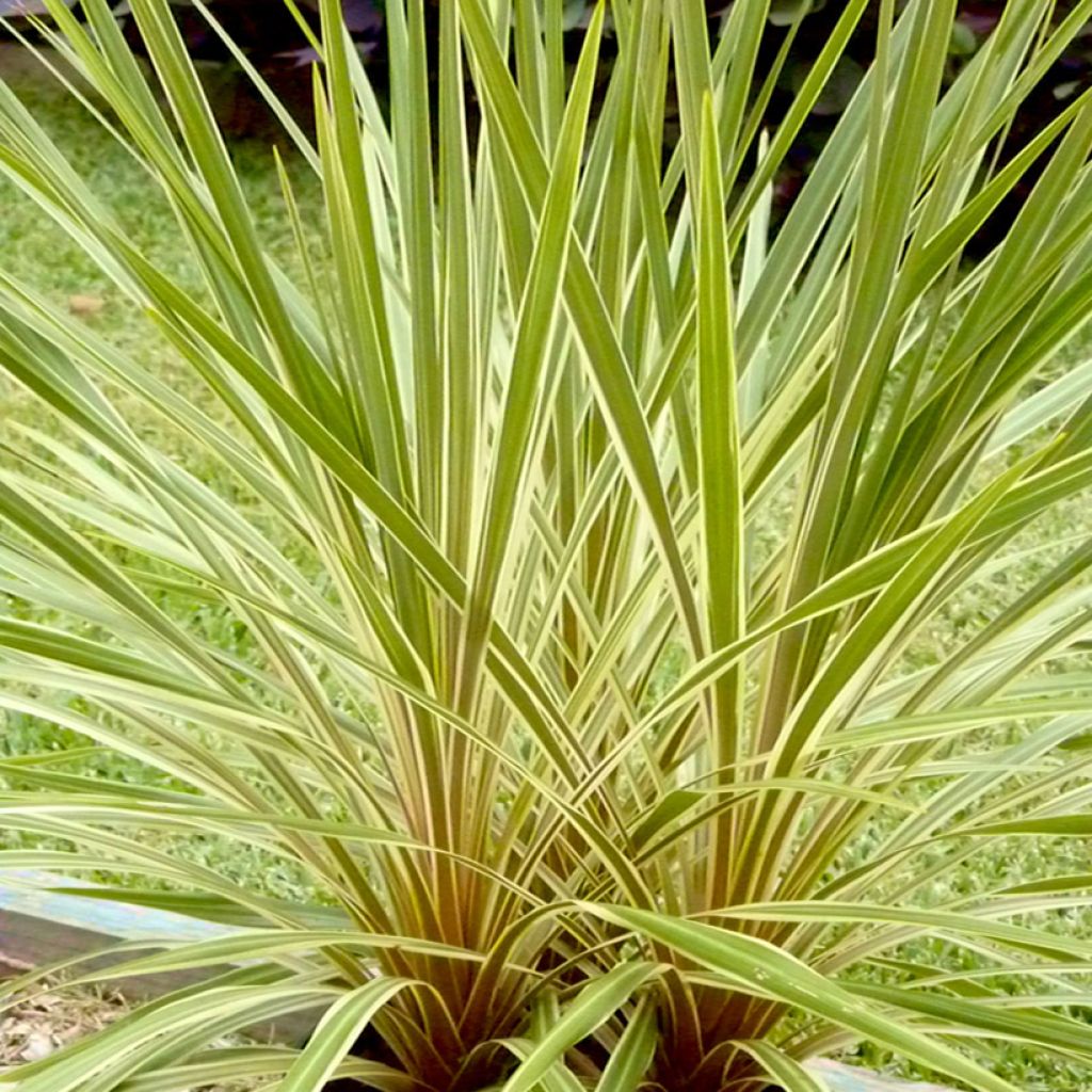 Cordyline australis Fantasy