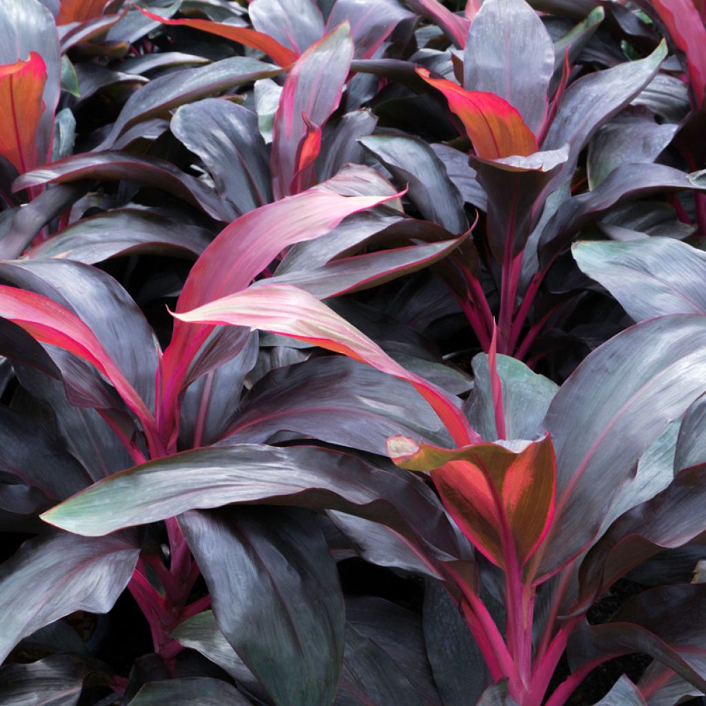 Cordyline fructicosa Purple Compacta