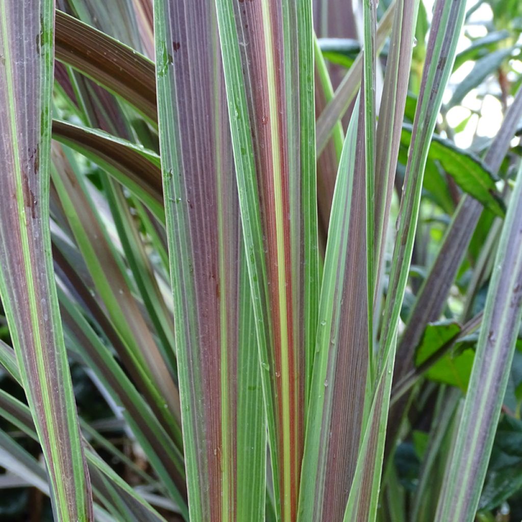 Cordyline x banksii Electric Star