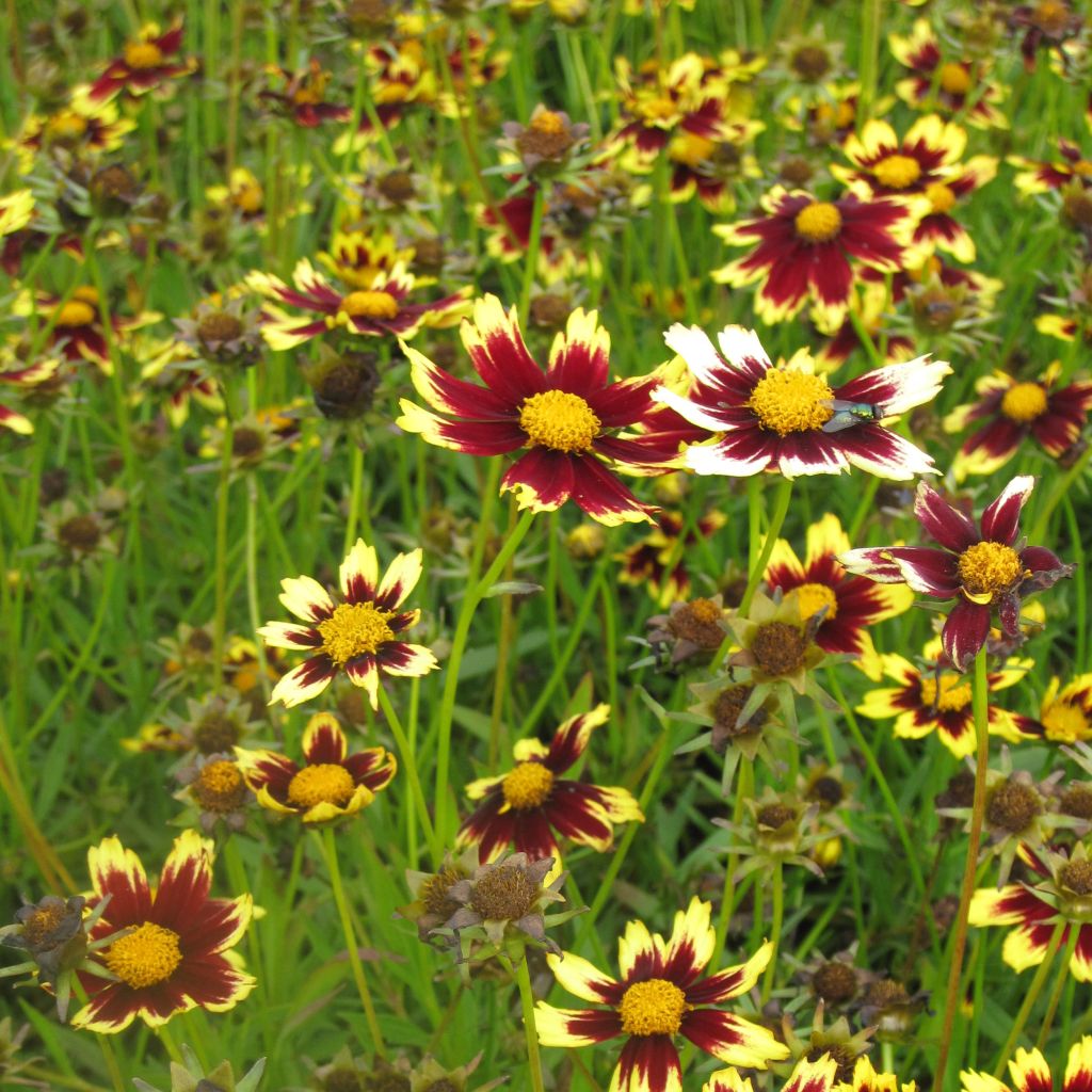 Coreopsis Cosmic Eye - Coréopsis bordeaux et jaune d'or