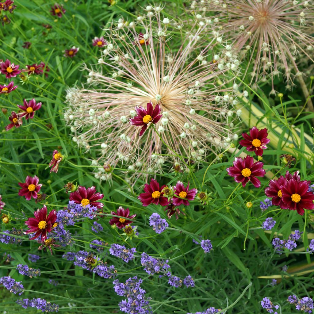 Coreopsis Mercury Rising