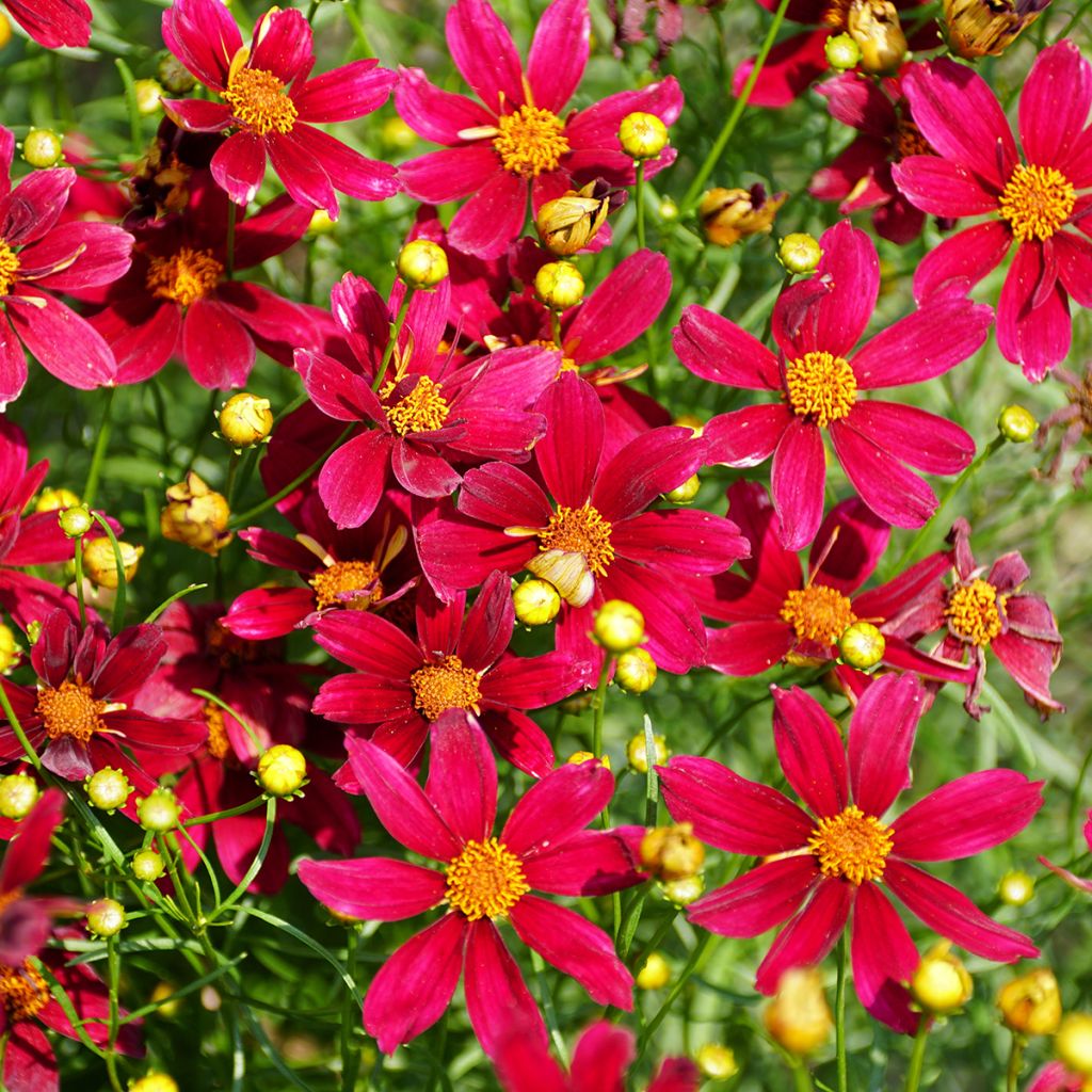 Coreopsis Red Satin
