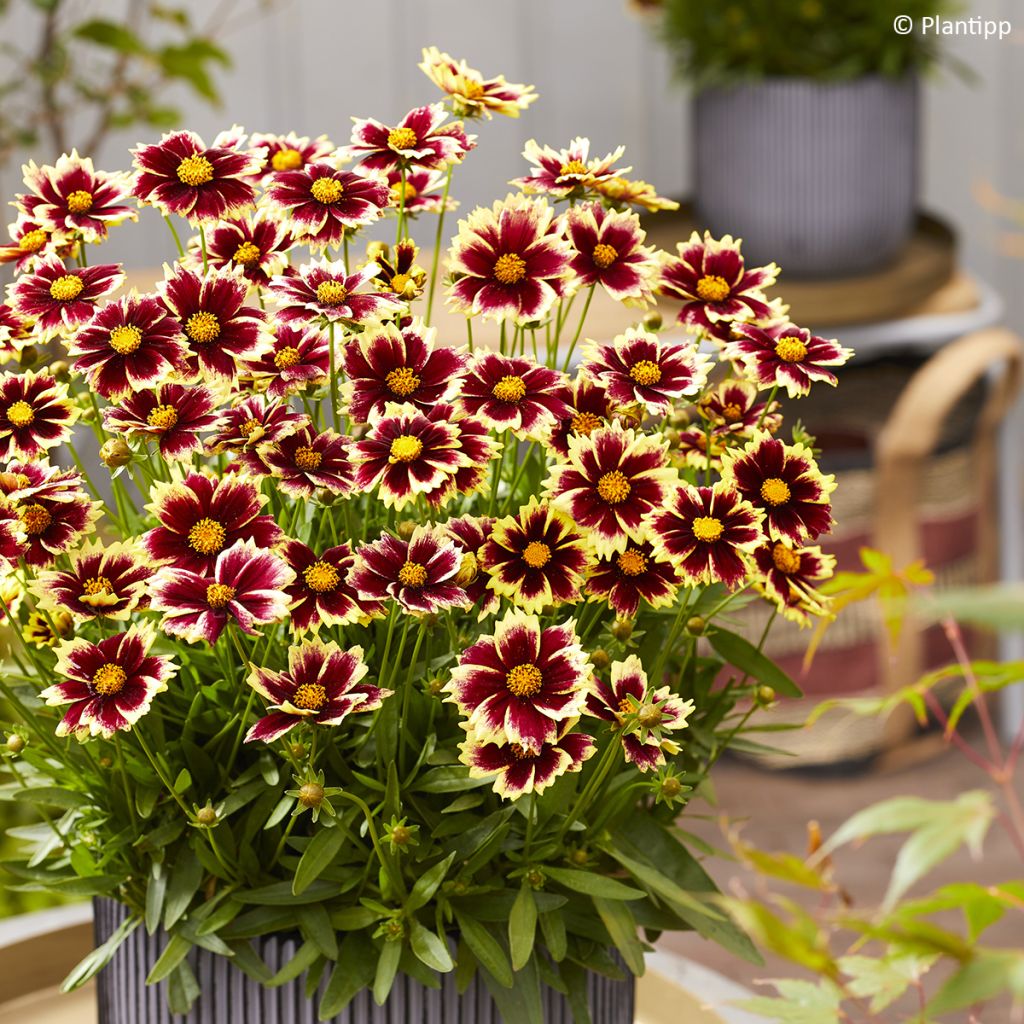 Coreopsis grandiflora Solar Fancy