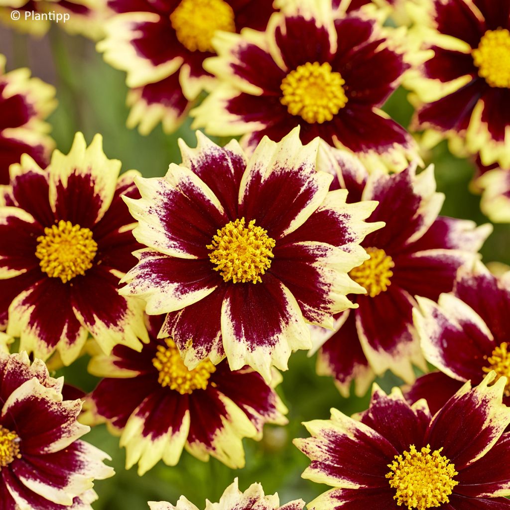 Coreopsis grandiflora Solar Fancy