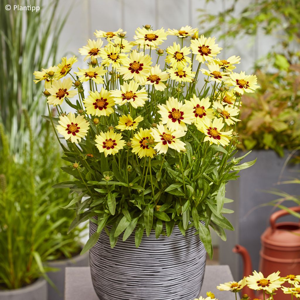 Coreopsis grandiflora Solar Moon