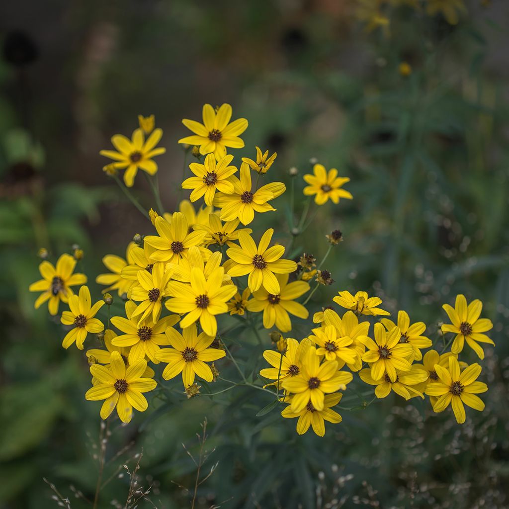 Coreopsis tripteris - Grand coréopsis