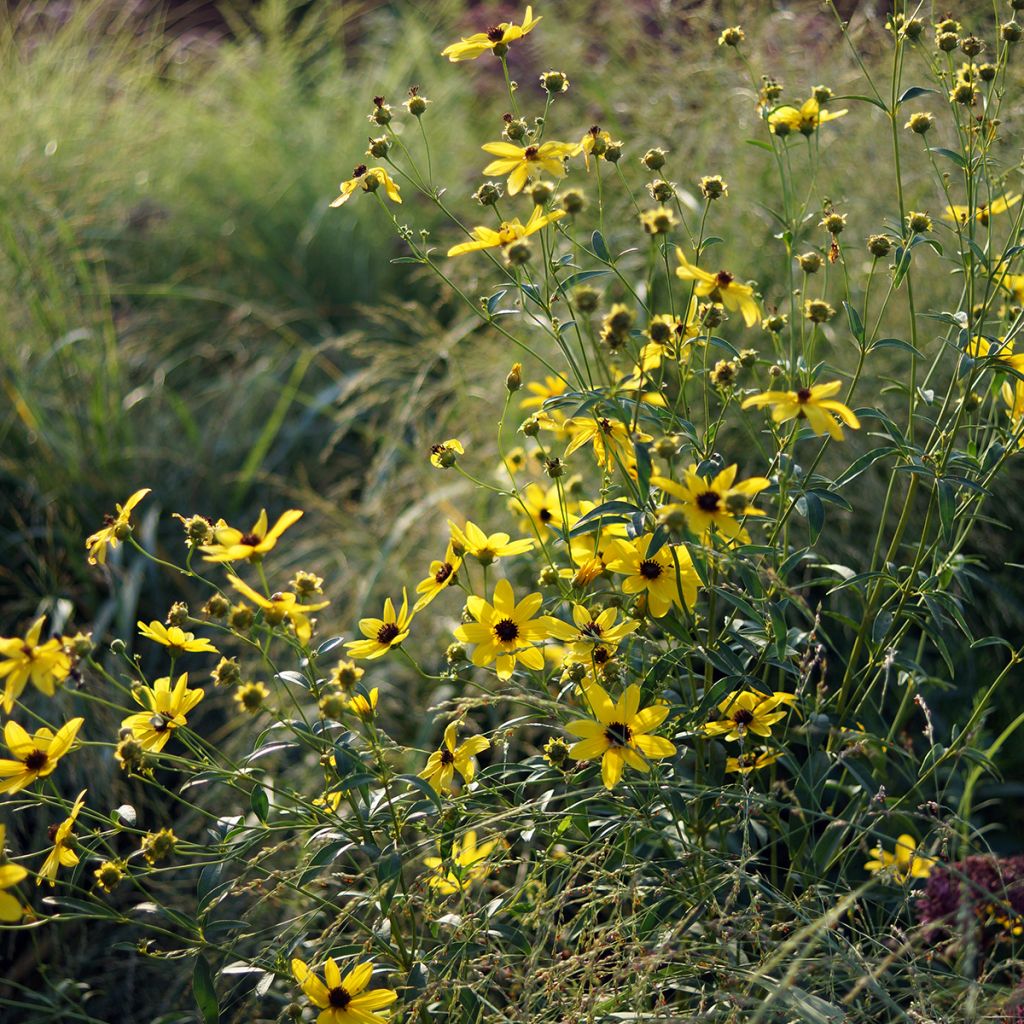 Coreopsis tripteris - Grand coréopsis