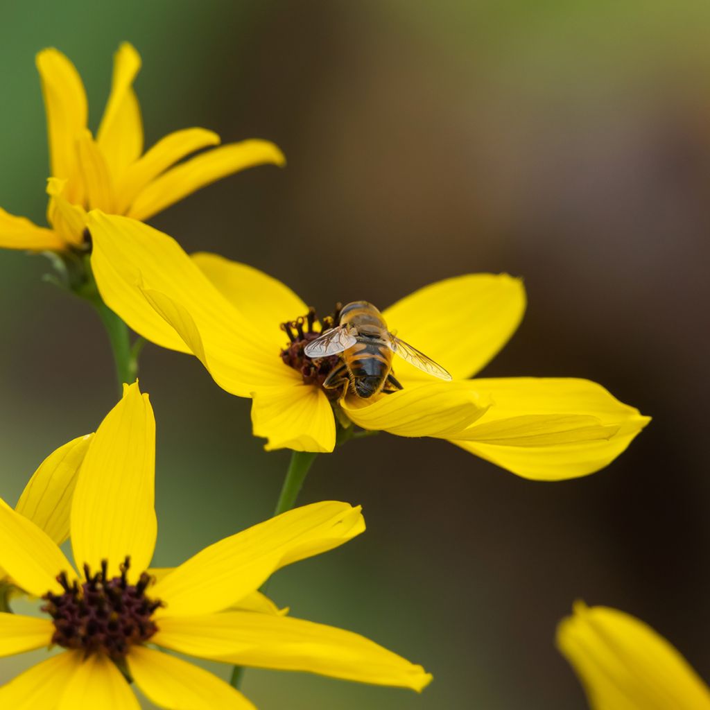 Coreopsis tripteris - Grand coréopsis