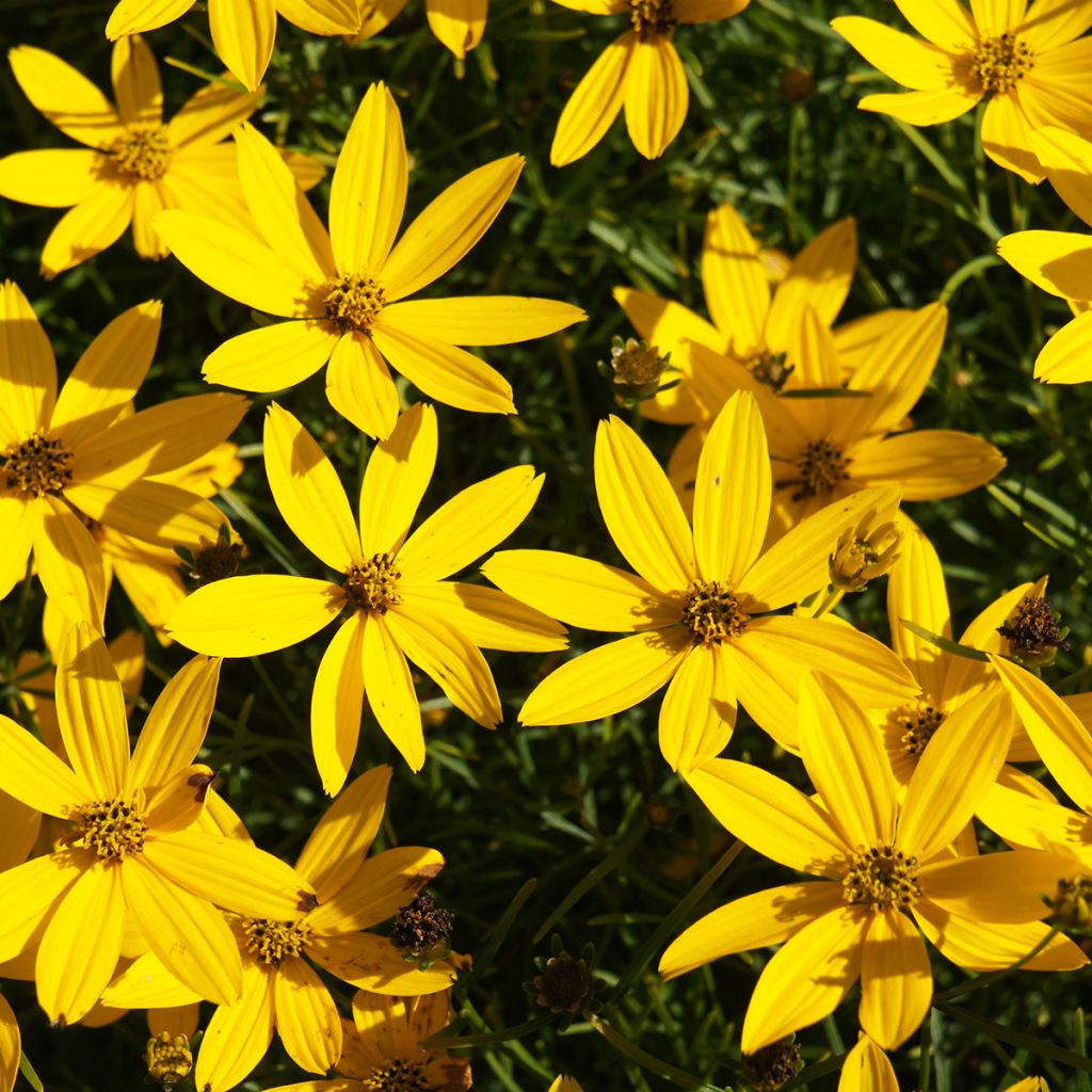 Coreopsis verticillata Zagreb - Coréopsis verticillé