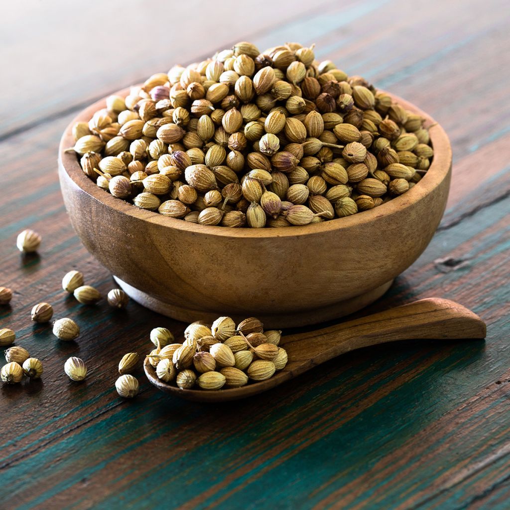 Coriandre à graine fine, lente à monter