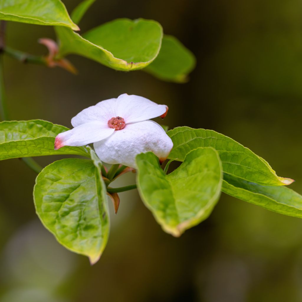 Cornus Eddie's White Wonder - Cornouiller hybride.