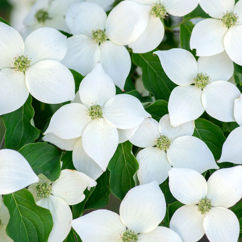 Cornus Kousa Milky Way- Cornouiller du Japon blanc